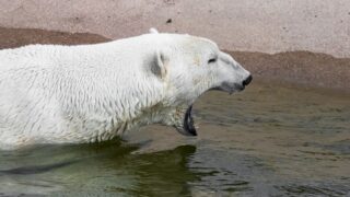 ラヌア動物園